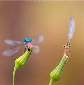 Meet your Posher, Becky